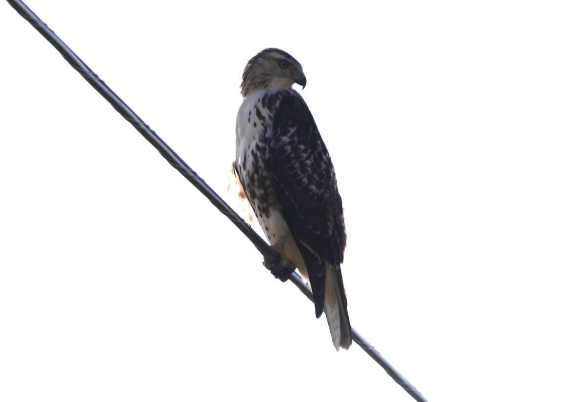 Red-tailed Hawk - ML610800855