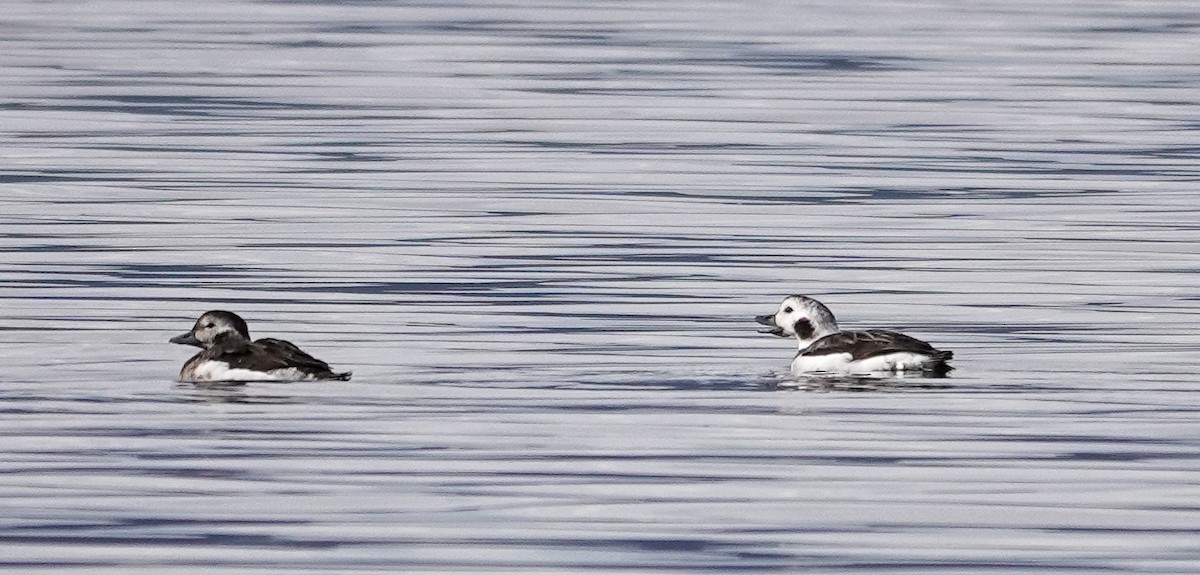 Long-tailed Duck - ML610801301