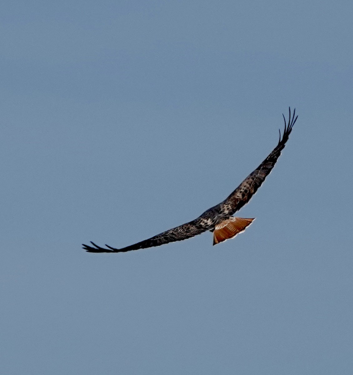 Red-tailed Hawk - ML610801342