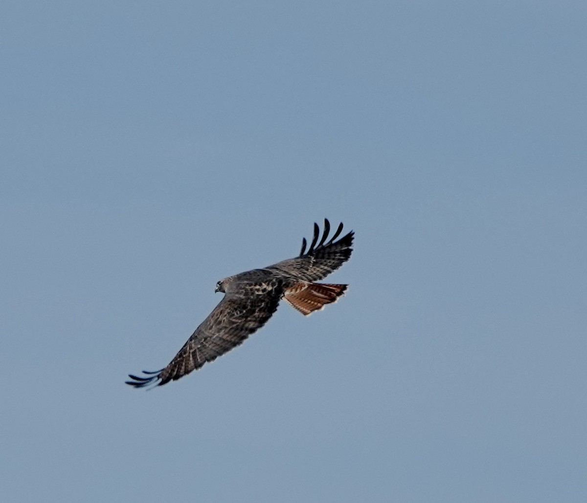 Red-tailed Hawk - ML610801350
