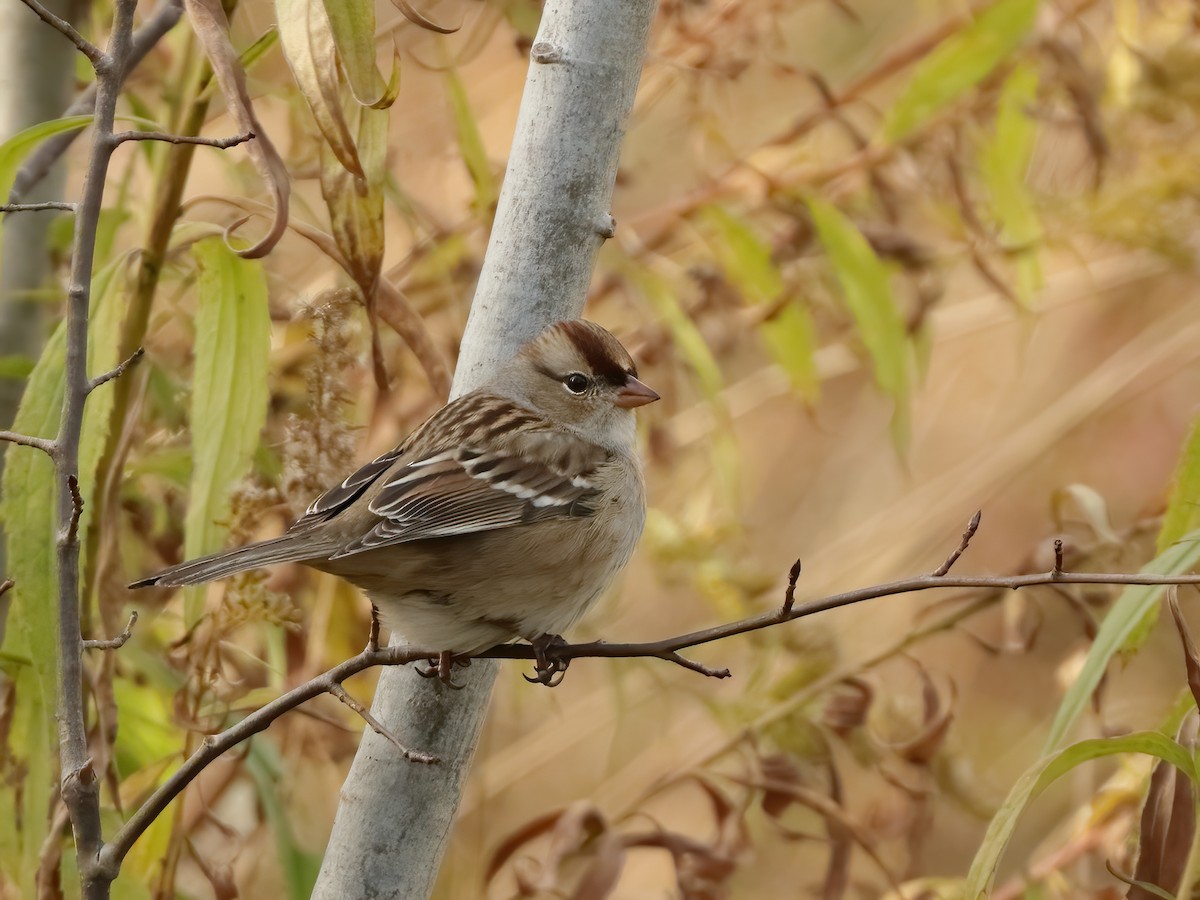 White-crowned Sparrow - ML610801515