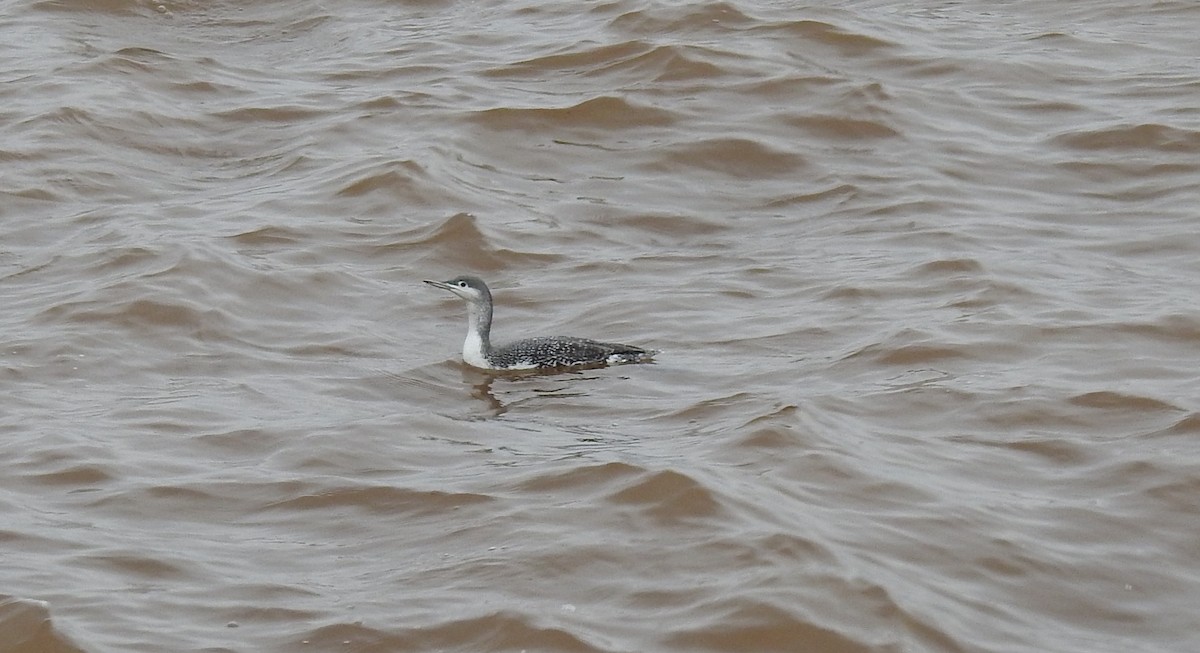 Red-throated Loon - ML610801719