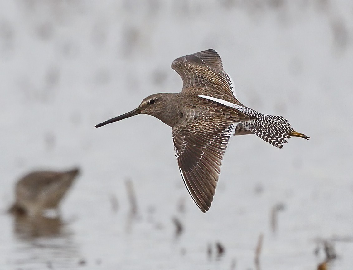 Long-billed Dowitcher - ML610801869