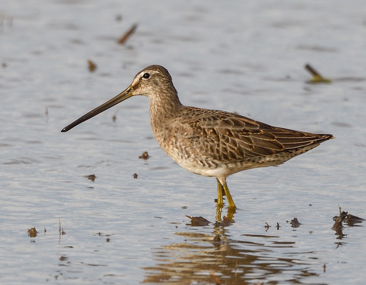 Long-billed Dowitcher - ML610801870