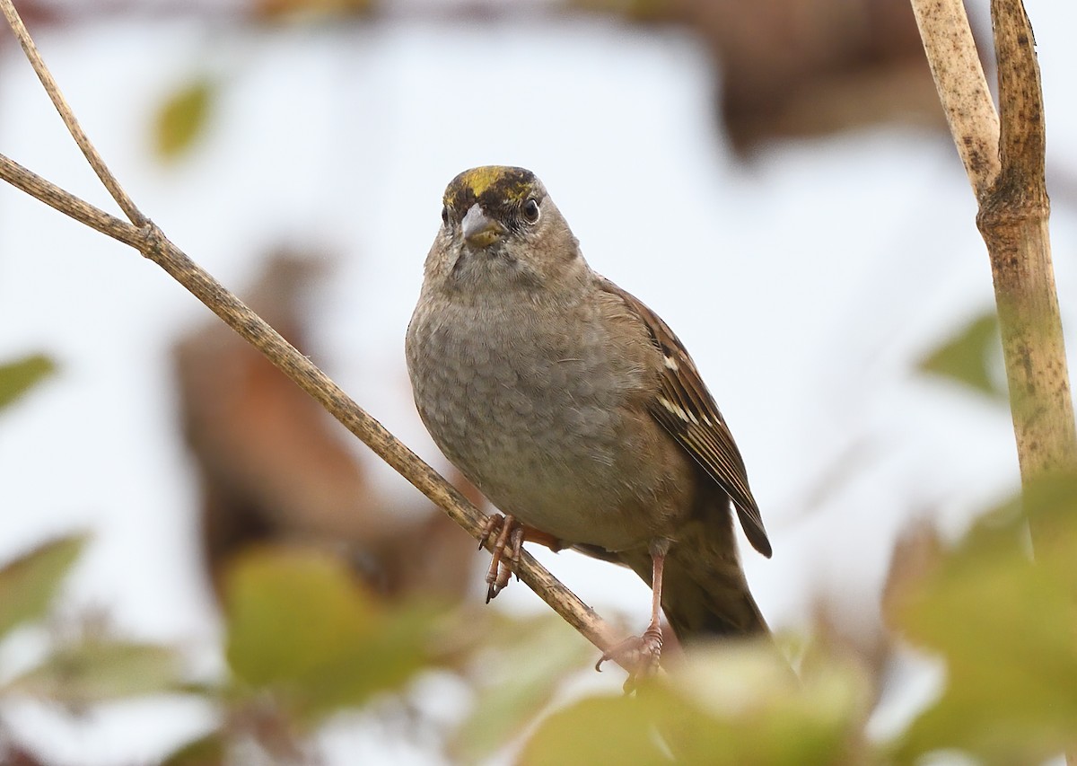 Golden-crowned Sparrow - ML610801955