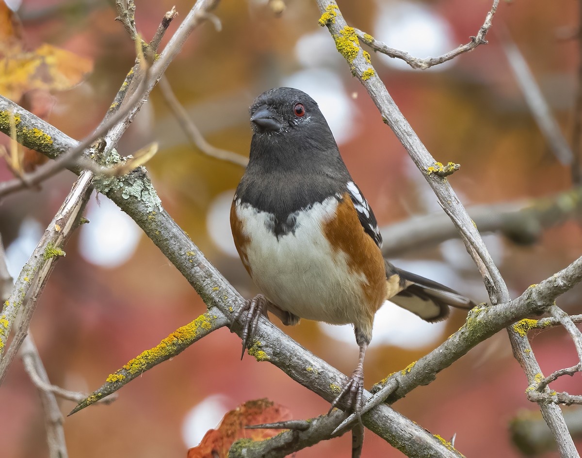 Spotted Towhee - ML610801978