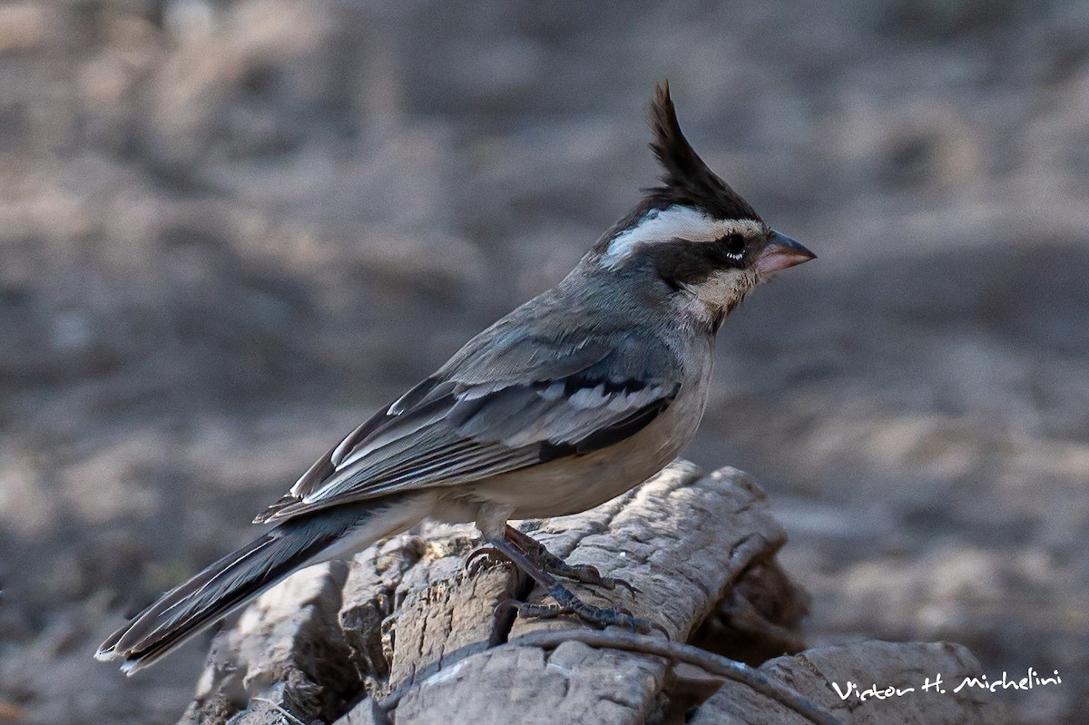 Black-crested Finch - ML610802454