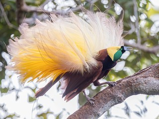  - Greater Bird-of-Paradise