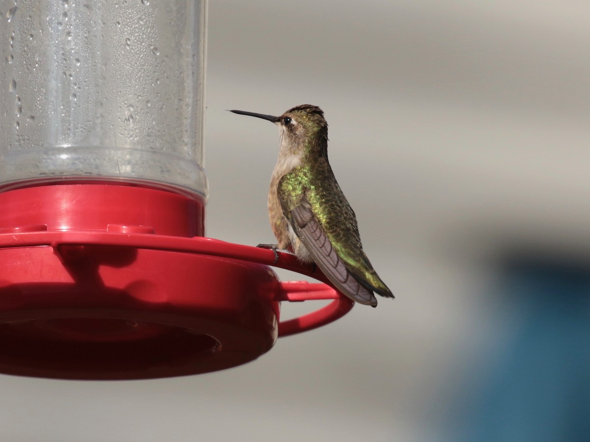 Black-chinned Hummingbird - Paul Jacyk