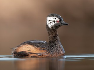  - White-tufted Grebe