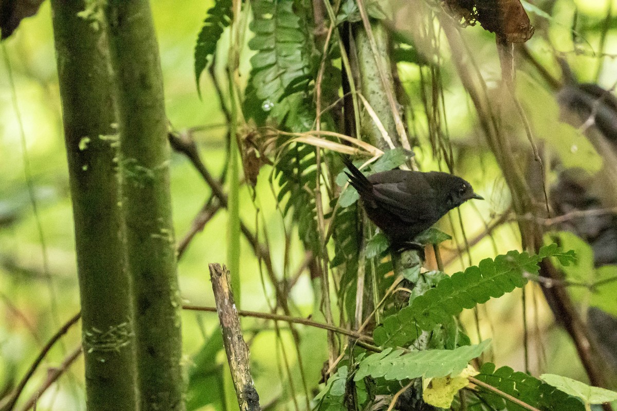 Nariño Tapaculo - Andres Leon-Reyes