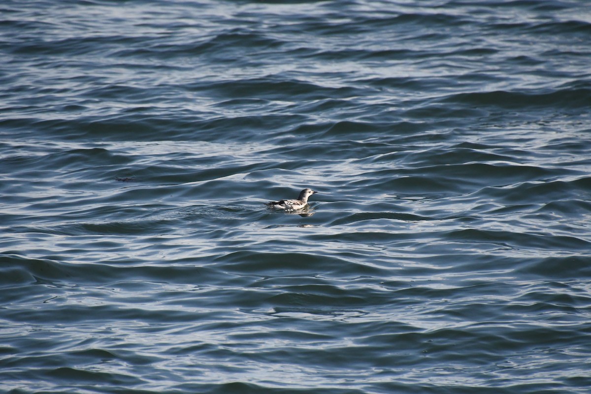 eBird Checklist 5 Nov 2023 Barnegat Inlet 22 species (+1 other taxa)