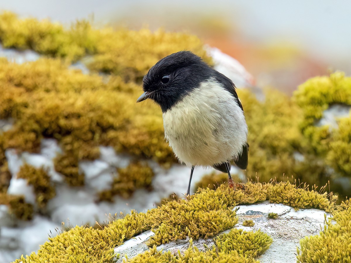 Tomtit - Petroica macrocephala - Birds of the World