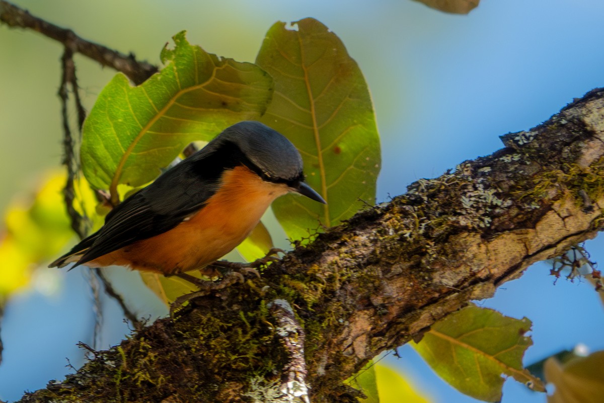 White-tailed Nuthatch - ML610803313