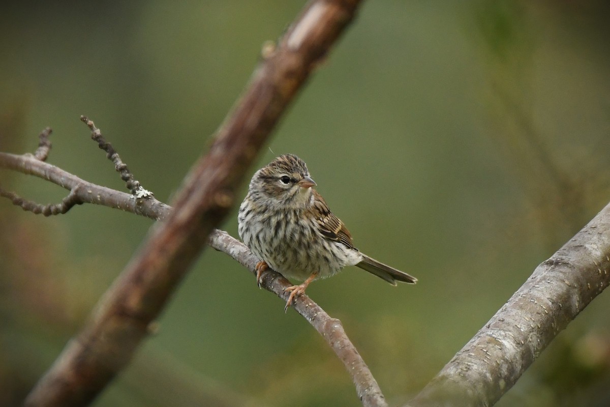 Chipping Sparrow - ML610803374