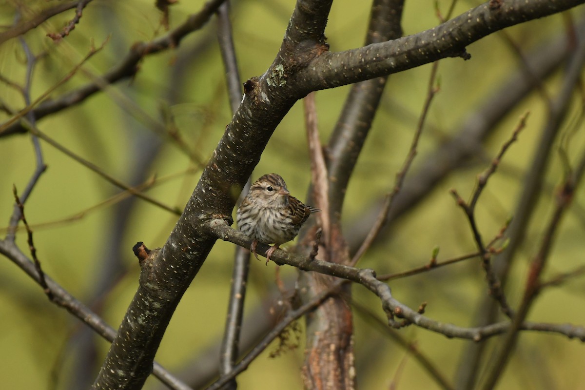 Chipping Sparrow - ML610803376