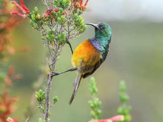  - Orange-breasted Sunbird