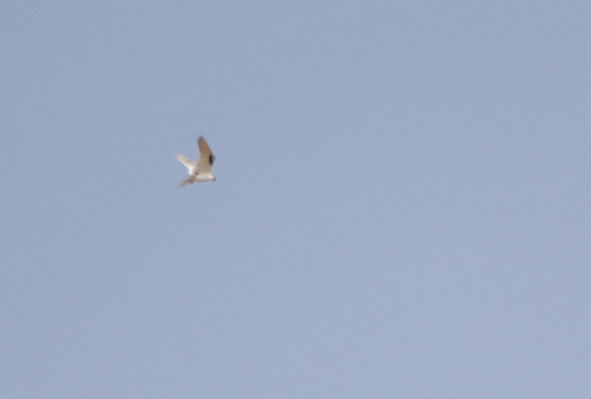Scissor-tailed Kite - Caleb Scholtens