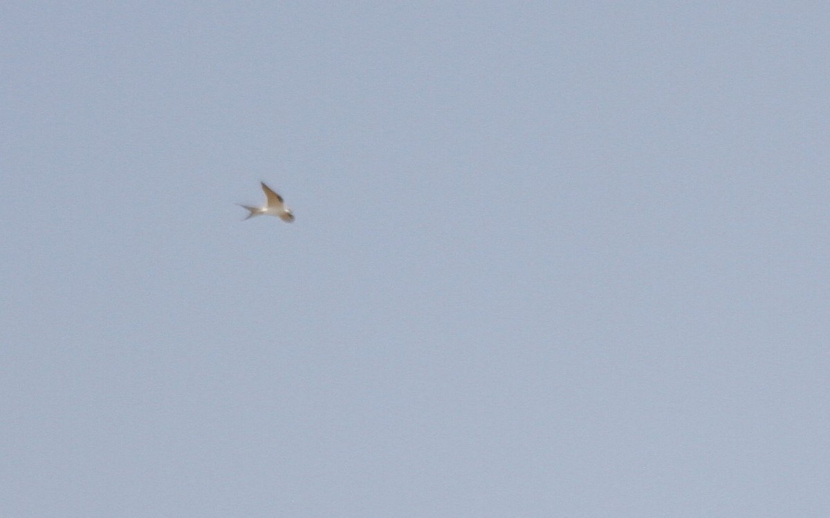 Scissor-tailed Kite - ML610803637