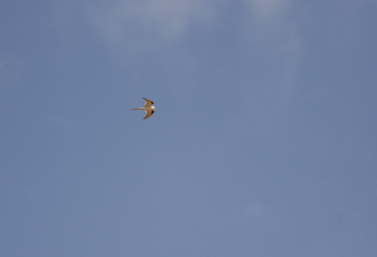 Scissor-tailed Kite - ML610803639