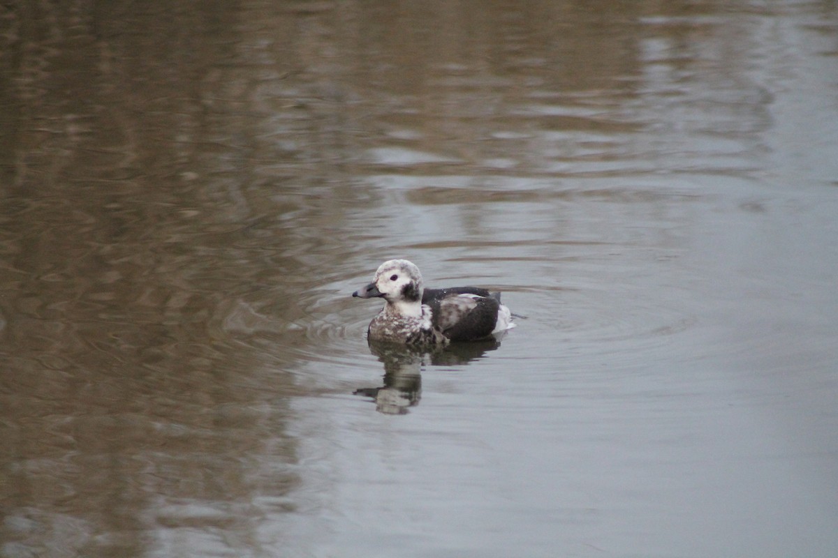 Long-tailed Duck - ML610803911