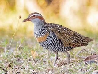  - Buff-banded Rail