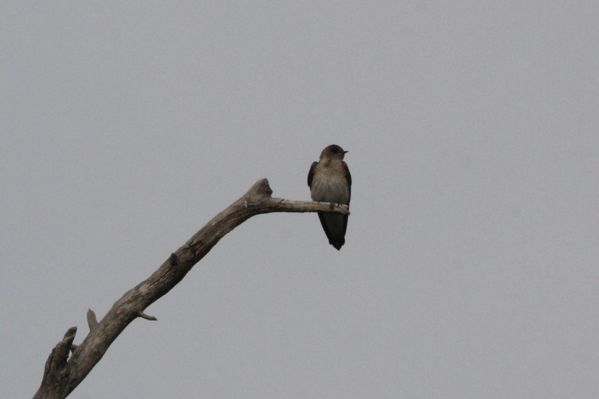 Northern Rough-winged Swallow - ML610804125