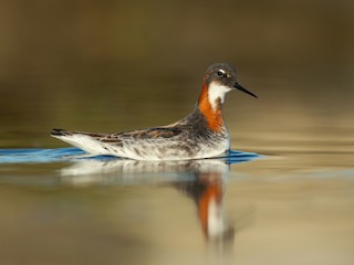  - Red-necked Phalarope