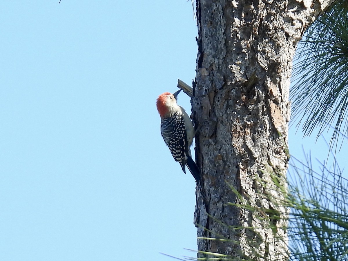 Red-bellied Woodpecker - ML610804218