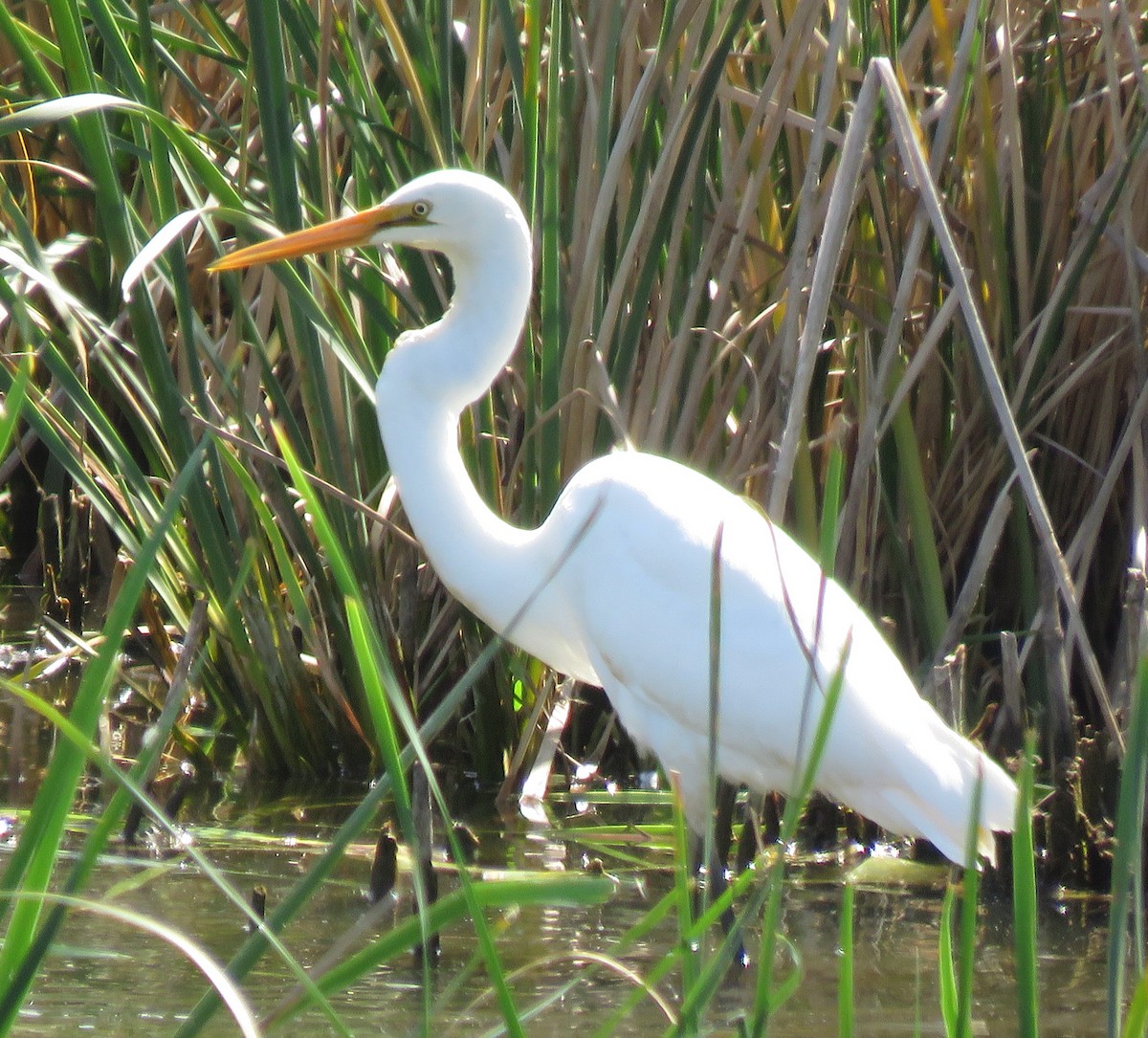 EBird Checklist 6 Nov 2023 West Belconnen Pond 37 Species