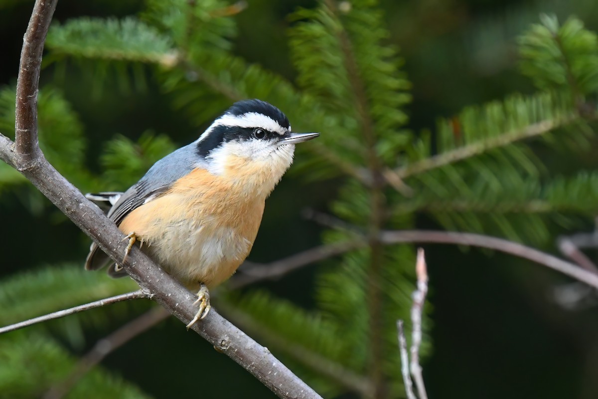 Red-breasted Nuthatch - ML610804414