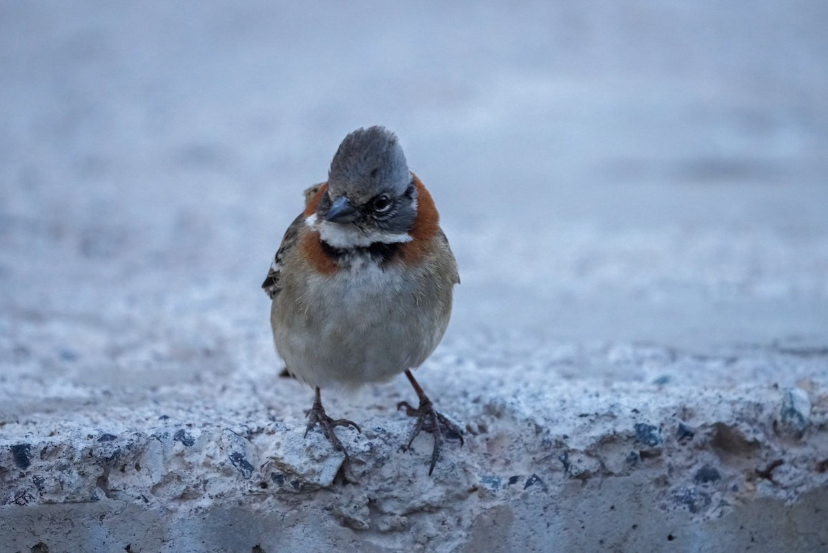 Rufous-collared Sparrow - Sergio Jaque Bopp