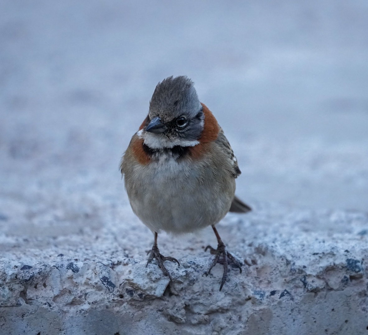 Rufous-collared Sparrow - ML610804459
