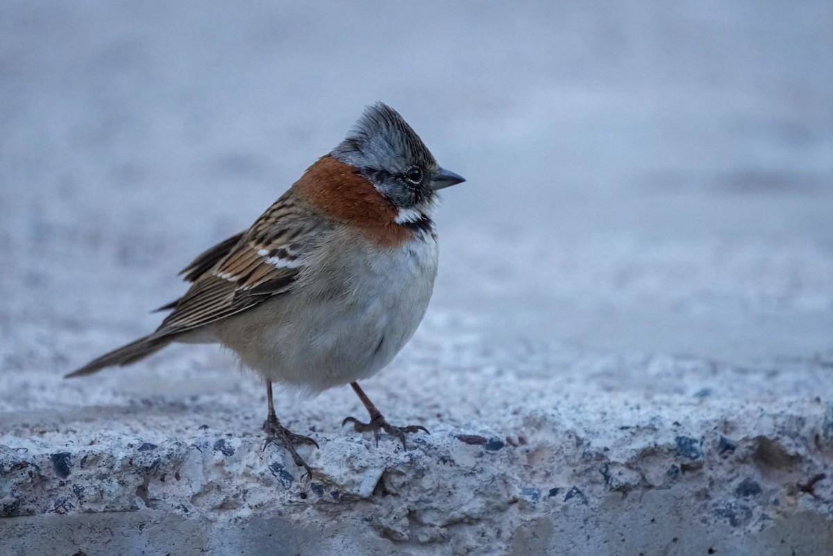 Rufous-collared Sparrow - ML610804461