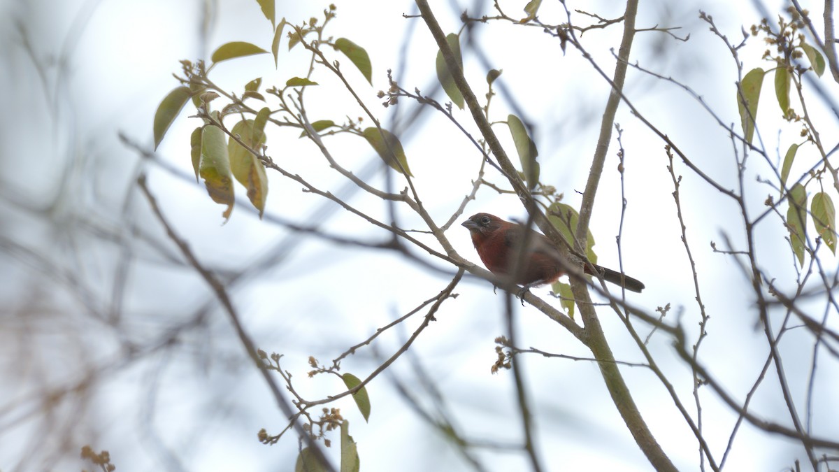 Red-crested Finch - ML610804721
