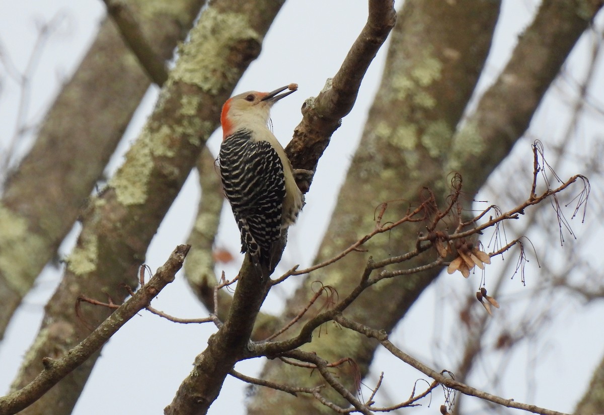 Mass Audubon Ebird Checklist - 5 Nov 2023 - Museum Of American Bird Art 