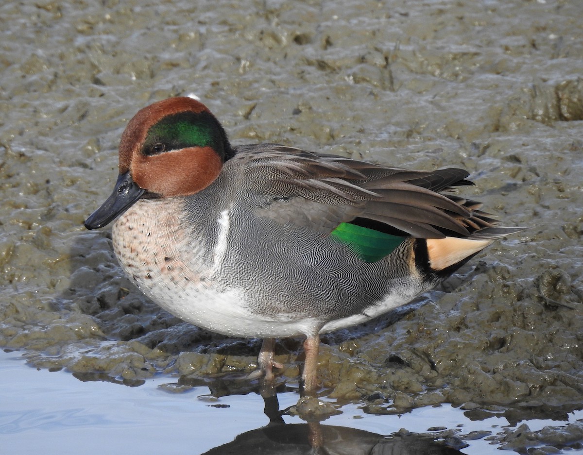 Green-winged Teal - ML610804882