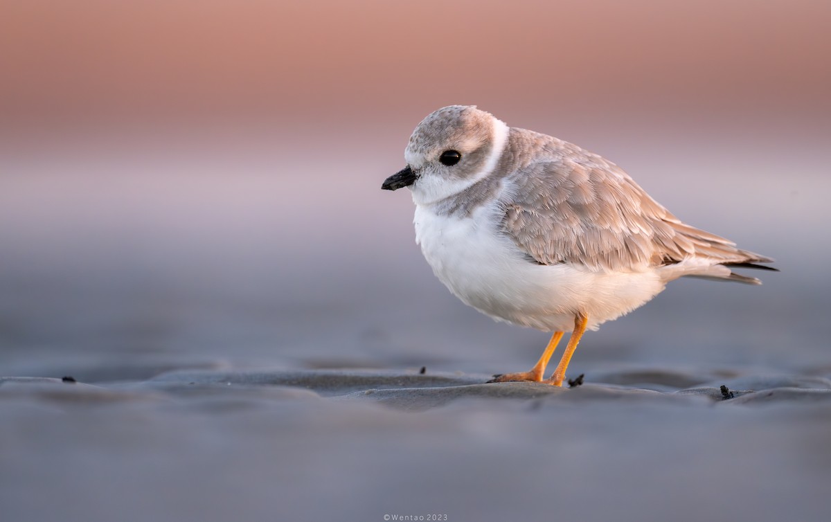 Piping Plover - ML610805113