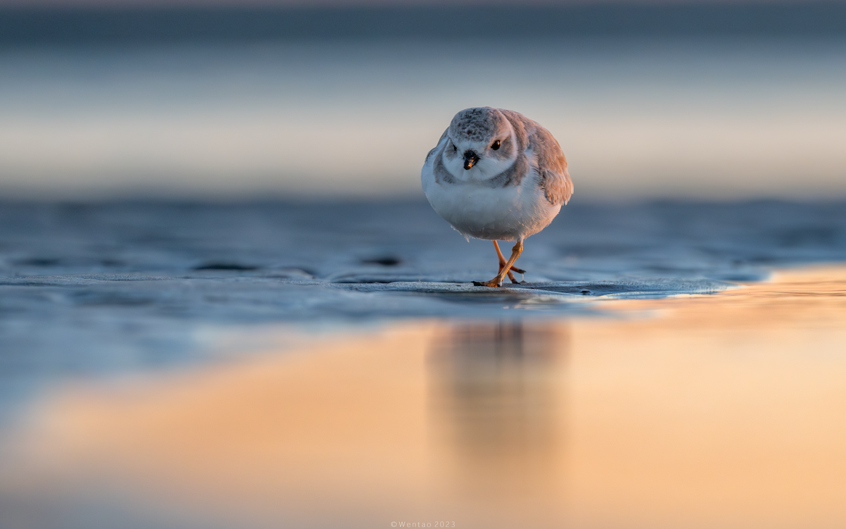 Piping Plover - ML610805128