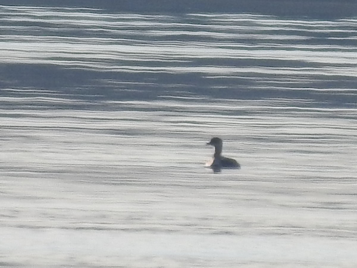 Red-necked Grebe - ML610805335