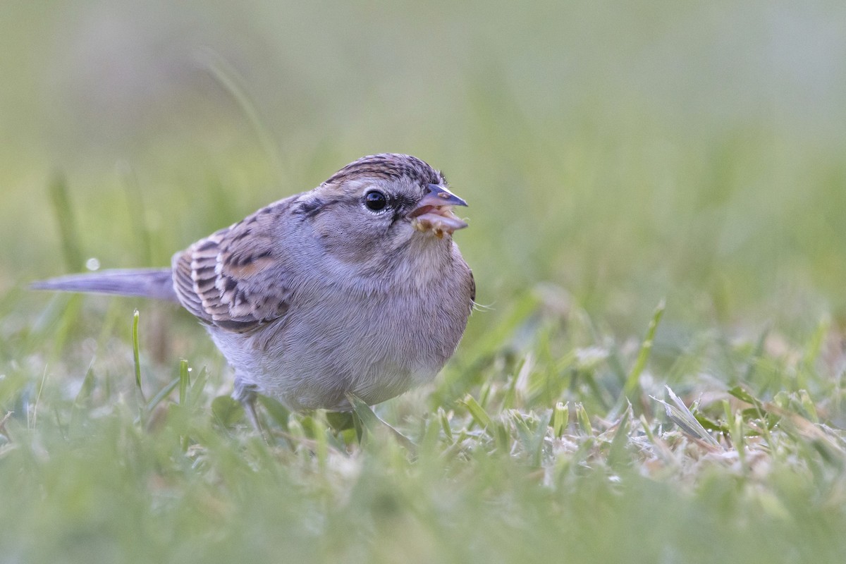 Chipping Sparrow - ML610805571