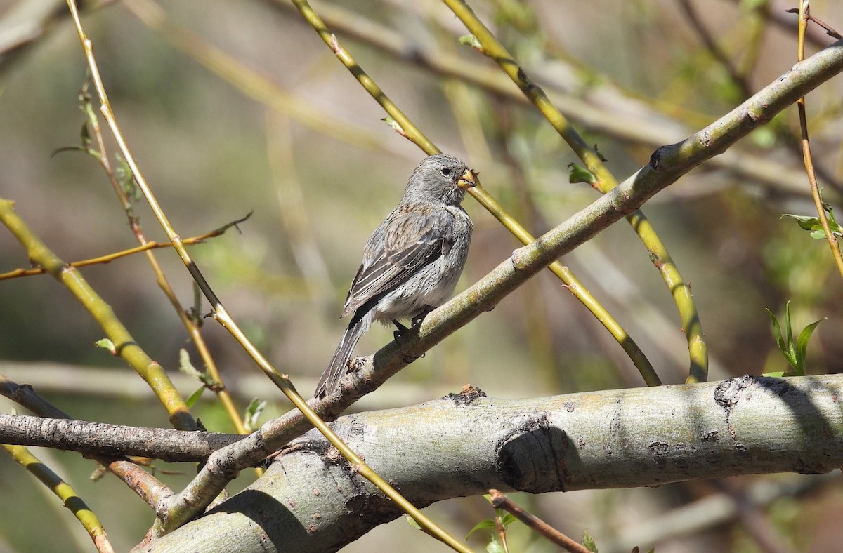 Band-tailed Seedeater - ML610805910