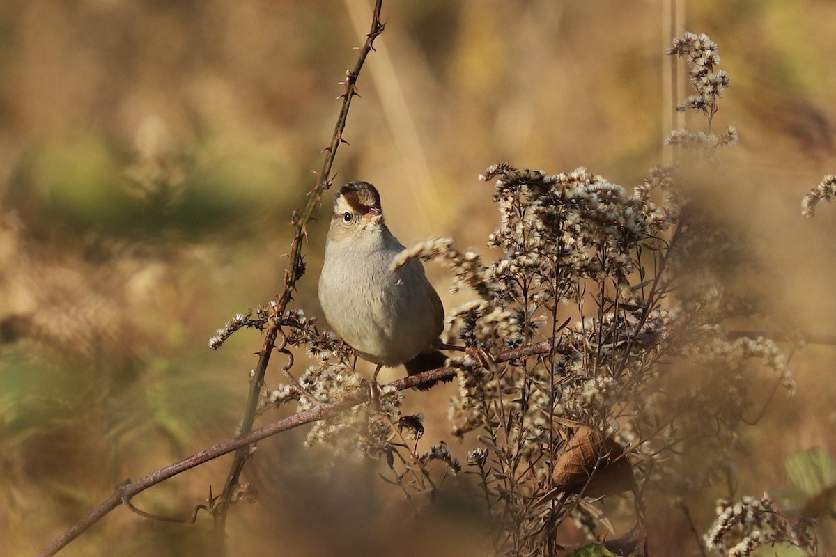White-crowned Sparrow - ML610806747
