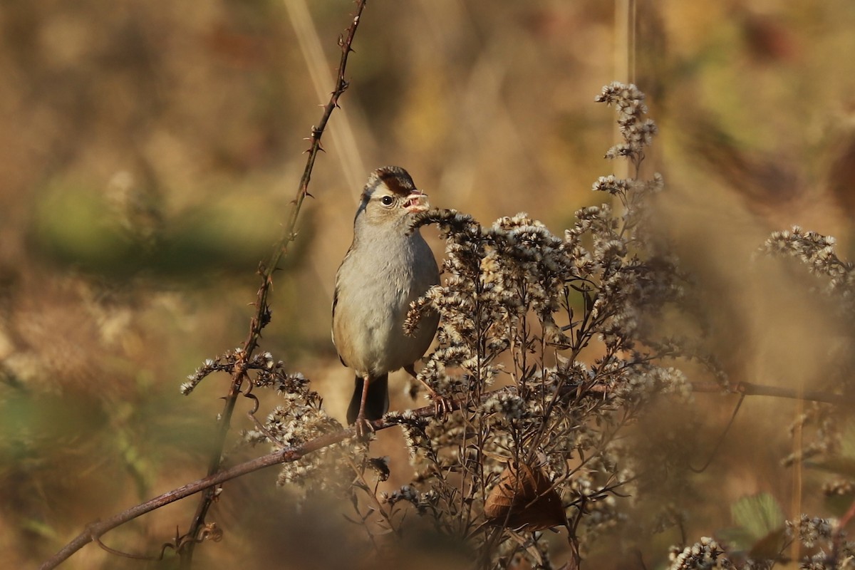 White-crowned Sparrow - ML610806748