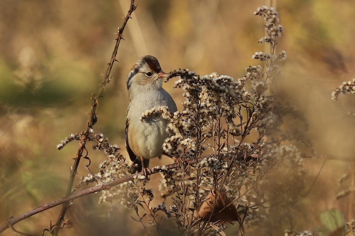 White-crowned Sparrow - ML610806749