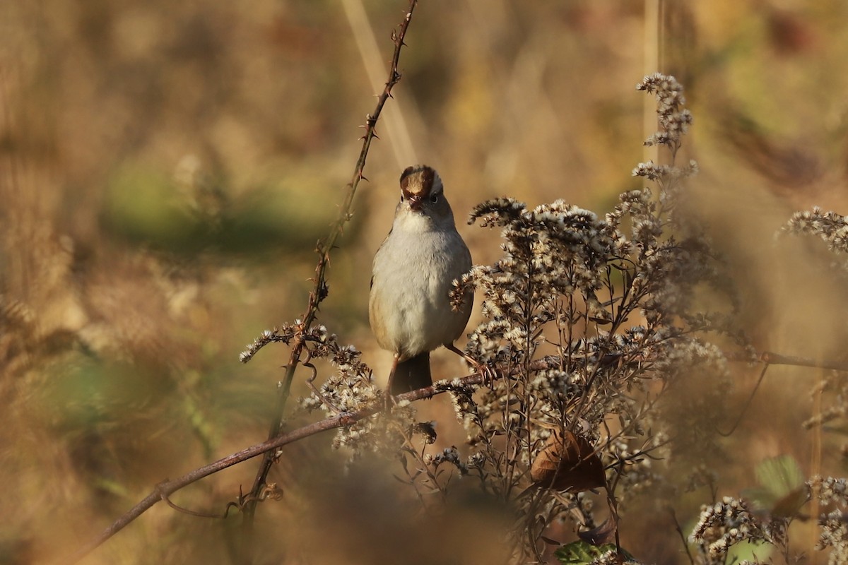 White-crowned Sparrow - ML610806750