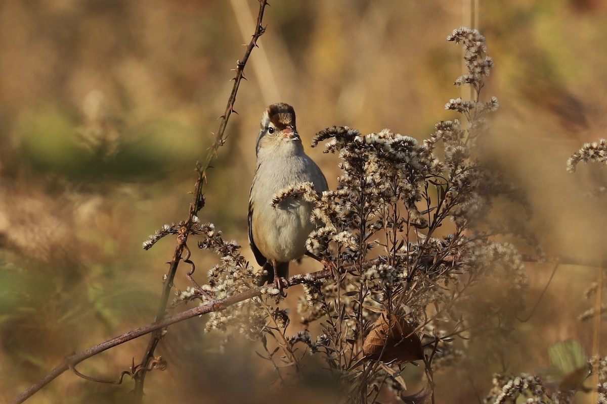 White-crowned Sparrow - ML610806751