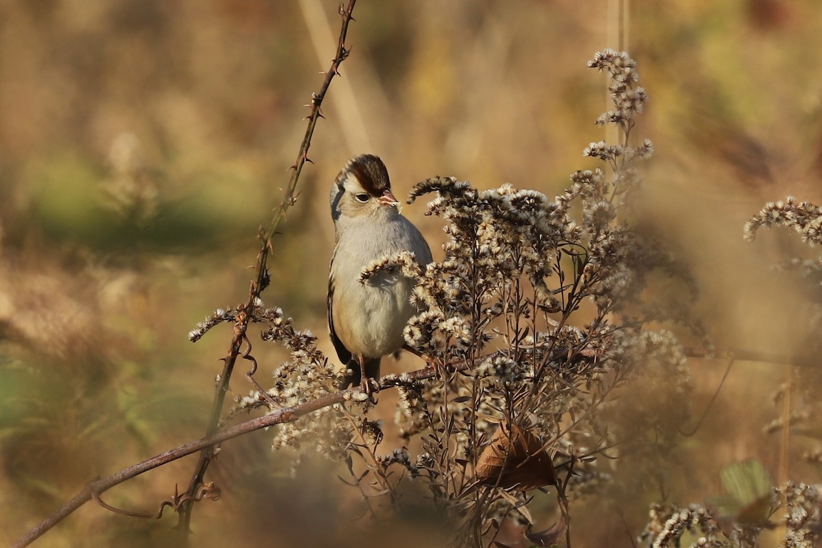 White-crowned Sparrow - ML610806752
