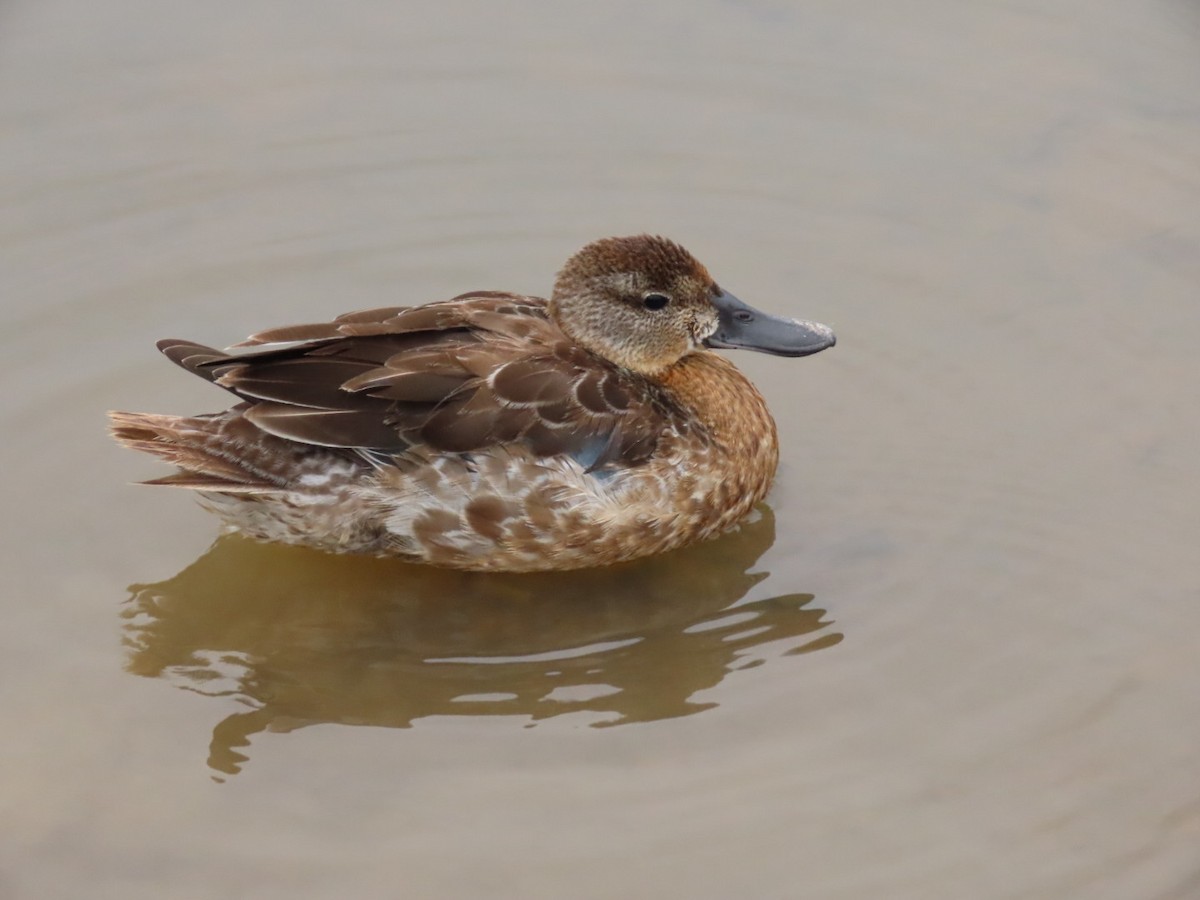 Blue-winged Teal - ML610807233