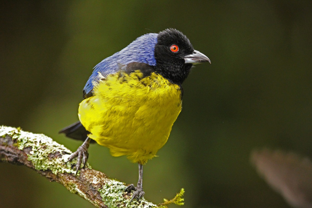 Hooded Mountain Tanager - ML610807341